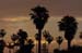palms