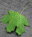 rainy_leaf