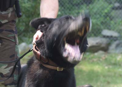 canine02