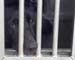 canine